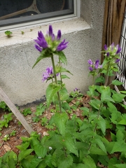 Campanula trachelium