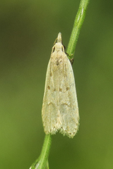 Dichomeris punctidiscellus