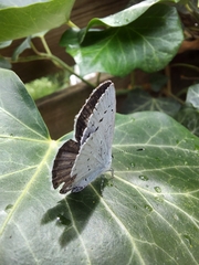 Celastrina argiolus