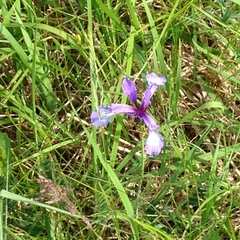 Iris prismatica