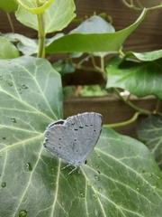 Celastrina argiolus