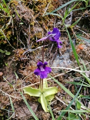 Pinguicula grandiflora