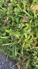 Desmodium incanum image
