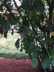 Amelanchier arborea