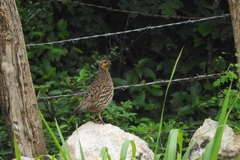 Black-Throated Bobwhite photo 4