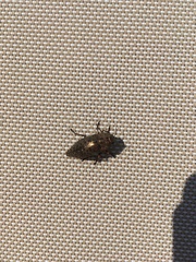 Dicerca berolinensis