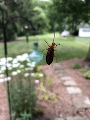 Neopyrochroa flabellata