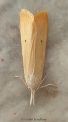 Scirpophaga incertulas