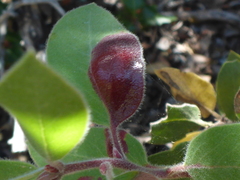 Exobasidium arctostaphyli