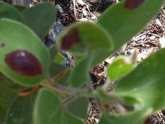 Exobasidium arctostaphyli
