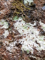 Baeomyces carneus