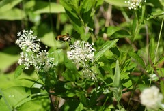 Hemaris aethra