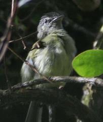 Tolmomyias sulphurescens asemus