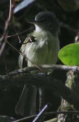 Tolmomyias sulphurescens asemus