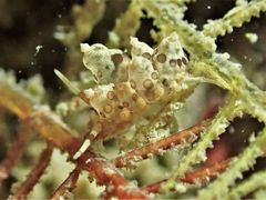 Eubranchus ocellatus