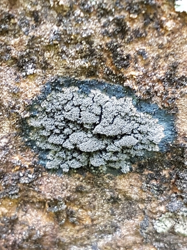 Blackthread Lichen