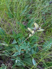 Lupinus perennis