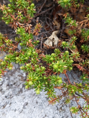Empetrum nigrum iNaturalist observation