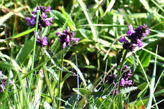 Betonica officinalis