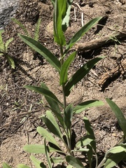 Hackelia velutina