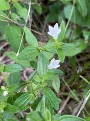 Spigelia texana