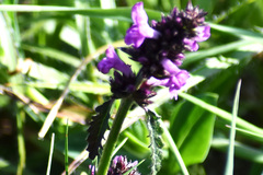 Betonica officinalis