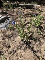 Hackelia velutina