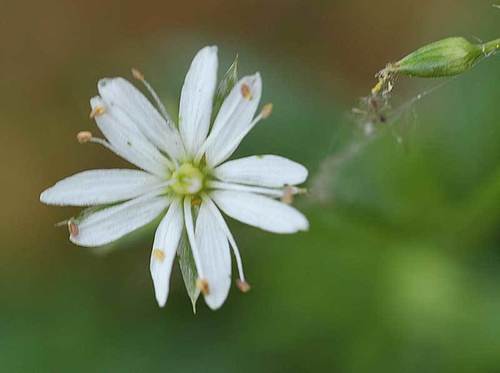 Stellaria graminea iNat (3)