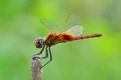 Urothemis signata