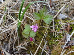 Rubus arcticus acaulis