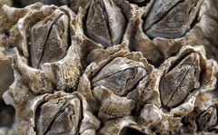 Pyrenocollema halodytes