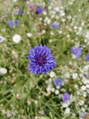 Centaurea cyanus