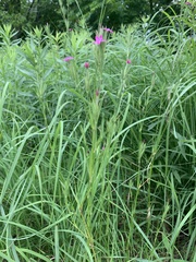 Magnoliopsida