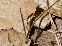 Argia tibialis