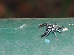 Thiania bhamoensis