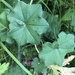 Alchemilla heptagona - Photo (c) daryash, some rights reserved (CC BY-NC)