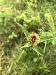 Centaurea rhaetica