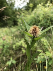 Centaurea rhaetica