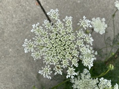 Daucus carota
