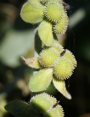 Cynoglossum creticum