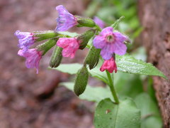 Pulmonaria officinalis