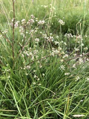 Trinia glauca