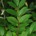 Poison Sumac - Photo (c) Doug Goldman, some rights reserved (CC BY)
