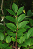 Poison Sumac - Photo (c) Douglas Goldman, some rights reserved (CC BY-SA), uploaded by Douglas Goldman