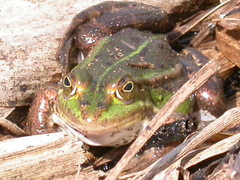 Pelophylax