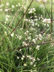 Trinia glauca