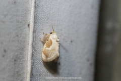 Chalcoscelides castaneipars