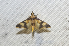 Orphanostigma angustale