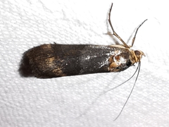 Pterothrixidia rufella