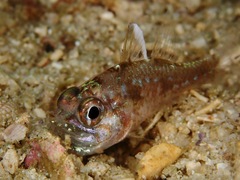 Ostorhinchus hoevenii